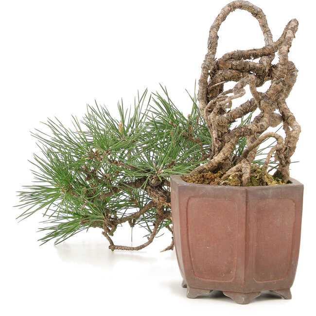 Pinus thunbergii, 16 cm, ± 25 years old, in a handmade Japanese pot by Shibakatsu