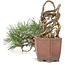 Pinus thunbergii, 16 cm, ± 25 anni, in un vaso giapponese fatto a mano da Shibakatsu
