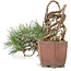 Pinus thunbergii, 16 cm, ± 25 years old, in a handmade Japanese pot by Shibakatsu