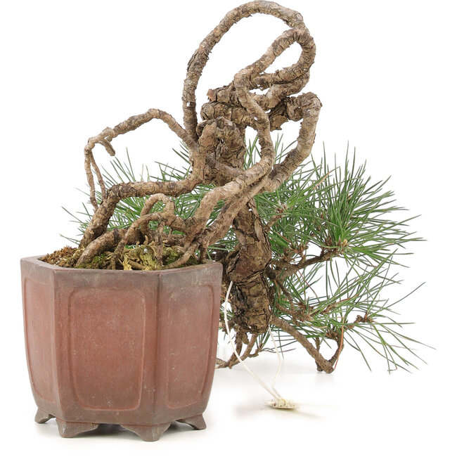 Pinus thunbergii, 16 cm, ± 25 anni, in un vaso giapponese fatto a mano da Shibakatsu