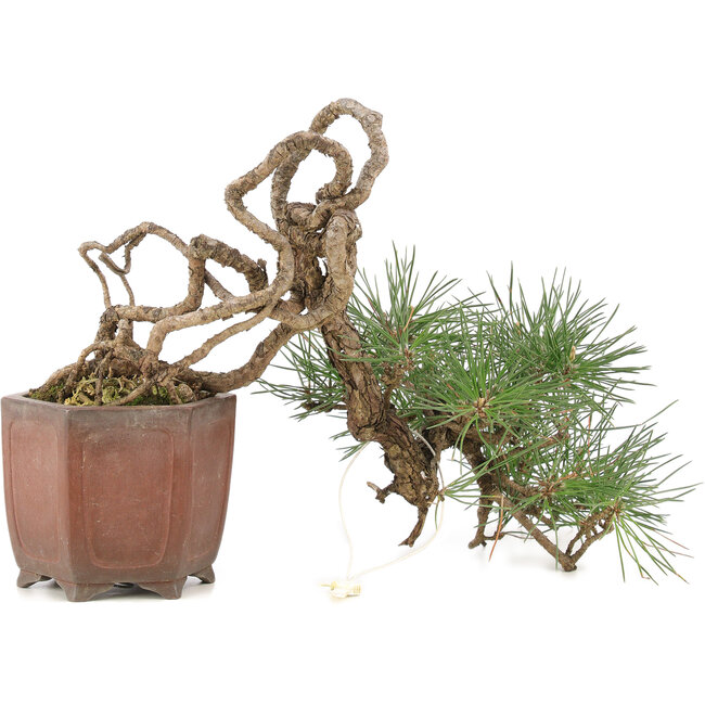 Pinus thunbergii, 16 cm, ± 25 anni, in un vaso giapponese fatto a mano da Shibakatsu