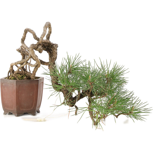 Pinus thunbergii, 16 cm, ± 25 ans, dans un pot japonais fait main par Shibakatsu