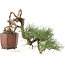 Pinus thunbergii, 16 cm, ± 25 anni, in un vaso giapponese fatto a mano da Shibakatsu