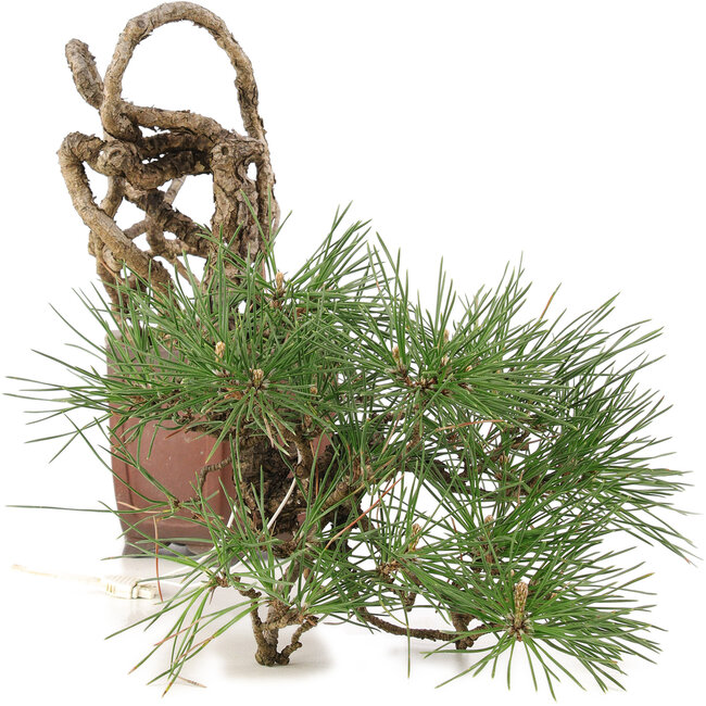 Pinus thunbergii, 16 cm, ± 25 años, en maceta japonesa hecha a mano por Shibakatsu