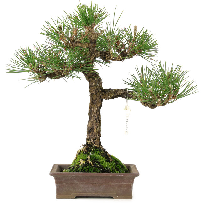 Pinus thunbergii, 34 cm, ± 20 ans