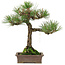 Pinus thunbergii, 34 cm, ± 20 anni