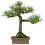 Pinus thunbergii, 34 cm, ± 20 years old