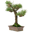 Pinus thunbergii, 34 cm, ± 20 anni