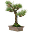 Pinus thunbergii, 34 cm, ± 20 ans