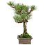 Pinus thunbergii, 34 cm, ± 20 anni