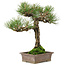 Pinus thunbergii, 34 cm, ± 20 ans