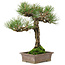 Pinus thunbergii, 34 cm, ± 20 jaar oud
