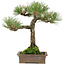 Pinus thunbergii, 34 cm, ± 20 anni