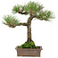 Pinus thunbergii, 34 cm, ± 20 años