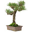 Pinus thunbergii, 34 cm, ± 20 ans