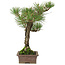 Pinus thunbergii, 34 cm, ± 20 jaar oud