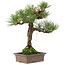 Pinus thunbergii, 34 cm, ± 20 ans