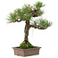 Pinus thunbergii, 34 cm, ± 20 Jahre alt