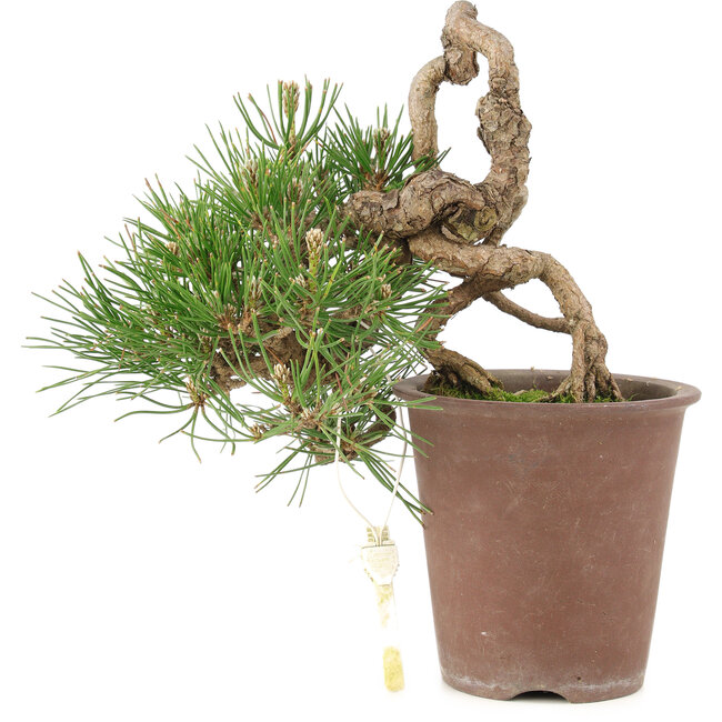 Pinus thunbergii, 16 cm, ± 25 jaar oud