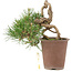 Pinus thunbergii, 16 cm, ± 25 anni