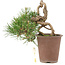 Pinus thunbergii, 16 cm, ± 25 años