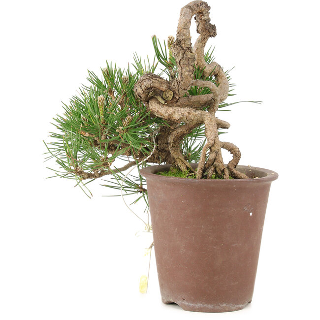Pinus thunbergii, 16 cm, ± 25 ans