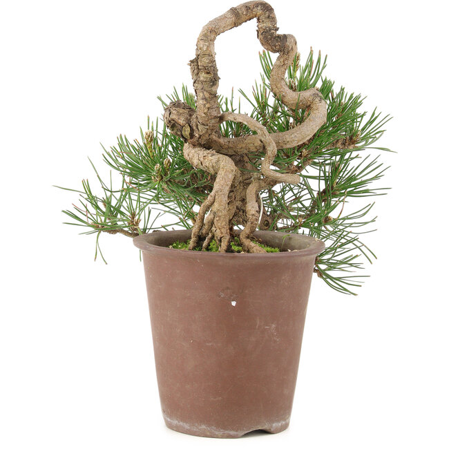 Pinus thunbergii, 16 cm, ± 25 ans