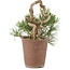 Pinus thunbergii, 16 cm, ± 25 ans