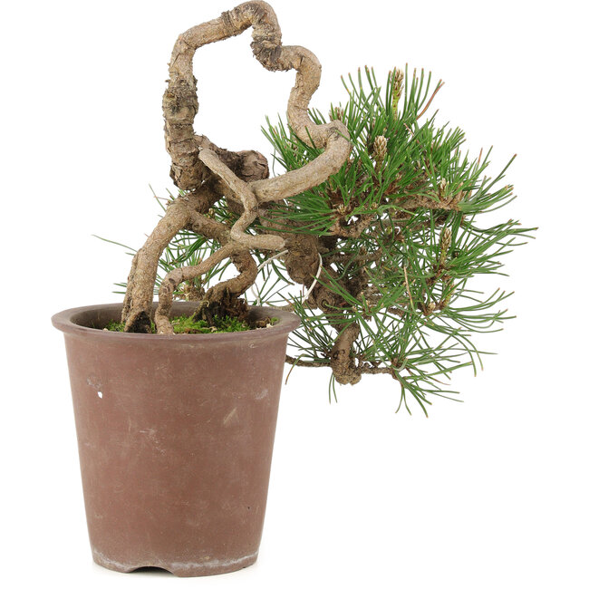 Pinus thunbergii, 16 cm, ± 25 anni