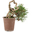 Pinus thunbergii, 16 cm, ± 25 years old