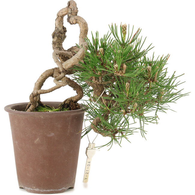 Pinus thunbergii, 16 cm, ± 25 años