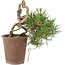 Pinus thunbergii, 16 cm, ± 25 Jahre alt