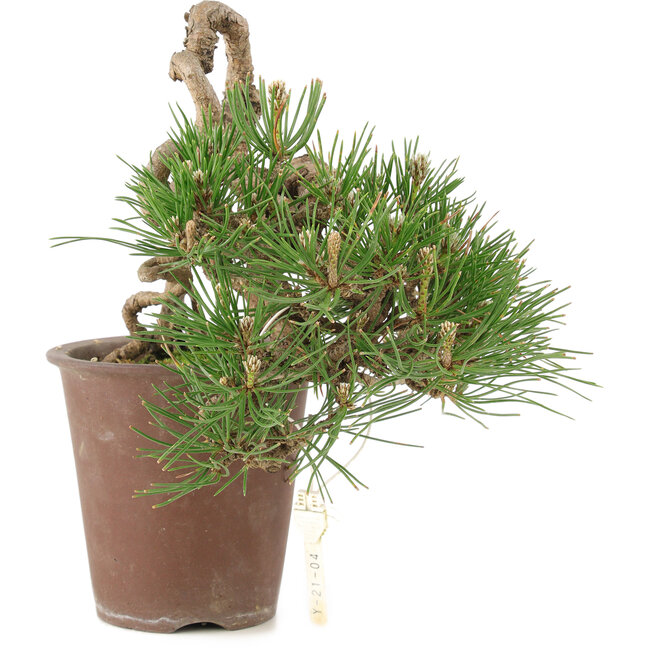 Pinus thunbergii, 16 cm, ± 25 years old