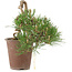 Pinus thunbergii, 16 cm, ± 25 anni