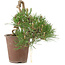 Pinus thunbergii, 16 cm, ± 25 jaar oud