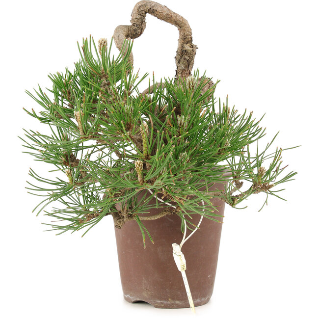Pinus thunbergii, 16 cm, ± 25 anni