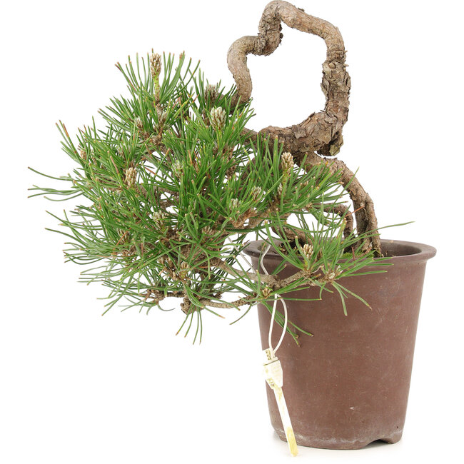 Pinus thunbergii, 16 cm, ± 25 jaar oud