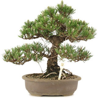 Pinus thunbergii Kotobuki, 30 cm, ± 25 anni