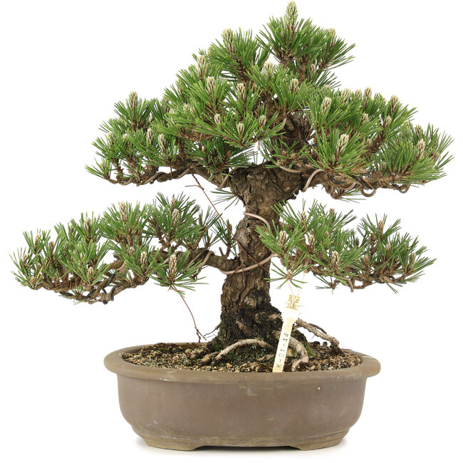 Pinus thunbergii Kotobuki, 30 cm, ± 25 ans