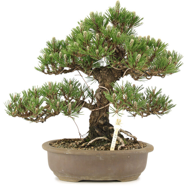 Pinus thunbergii Kotobuki, 30 cm, ± 25 Jahre alt