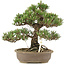 Pinus thunbergii Kotobuki, 30 cm, ± 25 años