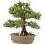 Pinus thunbergii Kotobuki, 30 cm, ± 25 Jahre alt