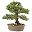Pinus thunbergii Kotobuki, 30 cm, ± 25 years old