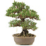 Pinus thunbergii Kotobuki, 30 cm, ± 25 ans