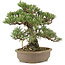 Pinus thunbergii Kotobuki, 30 cm, ± 25 años