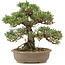 Pinus thunbergii Kotobuki, 30 cm, ± 25 jaar oud