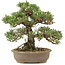 Pinus thunbergii Kotobuki, 30 cm, ± 25 Jahre alt