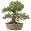 Pinus thunbergii Kotobuki, 30 cm, ± 25 jaar oud