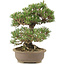 Pinus thunbergii Kotobuki, 30 cm, ± 25 ans