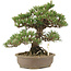 Pinus thunbergii Kotobuki, 30 cm, ± 25 years old